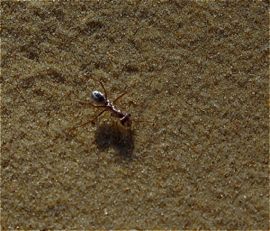 sliver and red sand ant