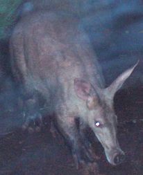 Ardvark at night