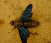 blue winged fly