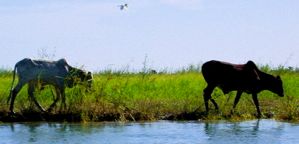 Cattle grazing along the Niger River