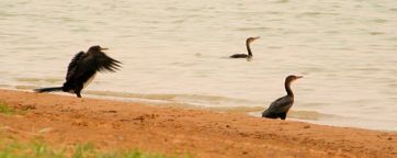 Cormorants