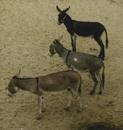 Donkeys