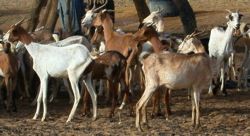 Goats around a well