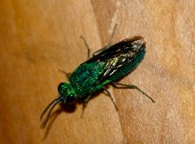 metalic green fly