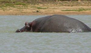 hippo in the Niger River