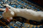 Kitten on carpet