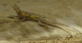 Female mbaga lizard