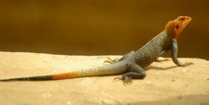 Male mbaga lizard