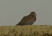 Pigeon on our roof