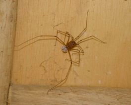 large house spider