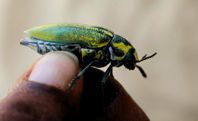 Yellow and Green beetle
