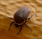 brown beetle with yellow stripe