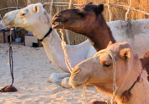 camels
